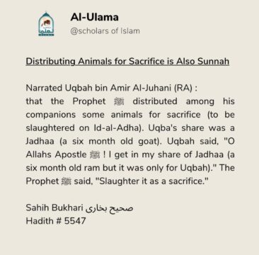 Distributing animals for secrifice is also sunnah