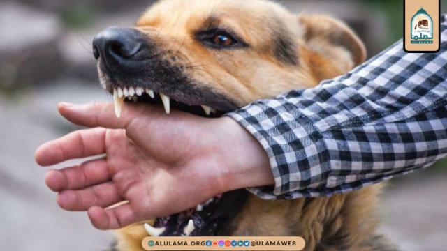 کتے کا منہ یا تھوک لگنےسے طھارت  کیسے حاصل ہو گی