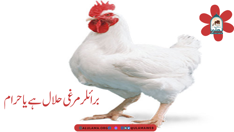 برائلر مرغی حلال ہے یا حرام