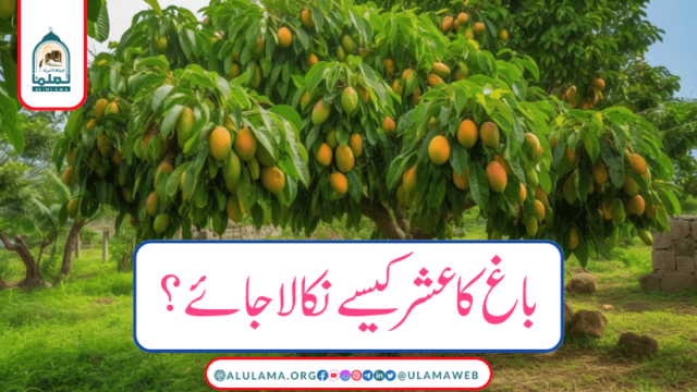 باغ کا عشر کیسے نکالا جائے؟