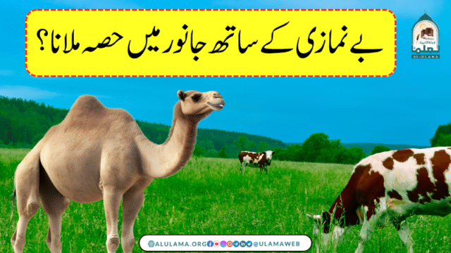 بے نمازی کے ساتھ جانور میں حصہ ملانا؟