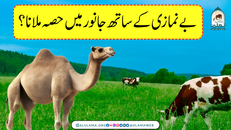 بے نمازی کے ساتھ جانور میں حصہ ملانا؟