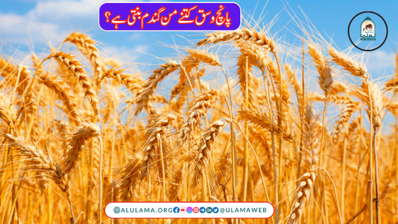 پانچ وسق کتنے من گندم بنتی ہے ؟
