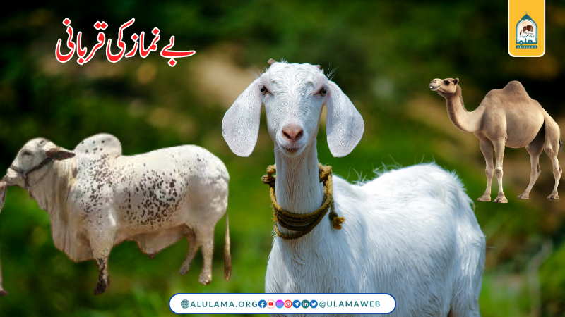 بے نماز کی قربانی