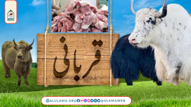 گلگت والے یاک کی قربانی کرسکتے ہیں؟