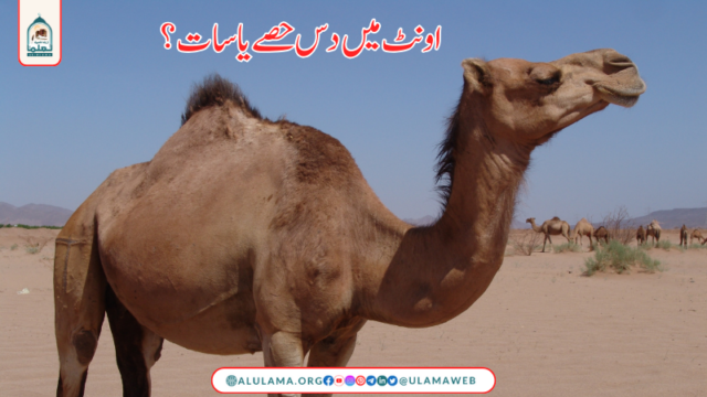 اونٹ میں دس حصے یا سات؟