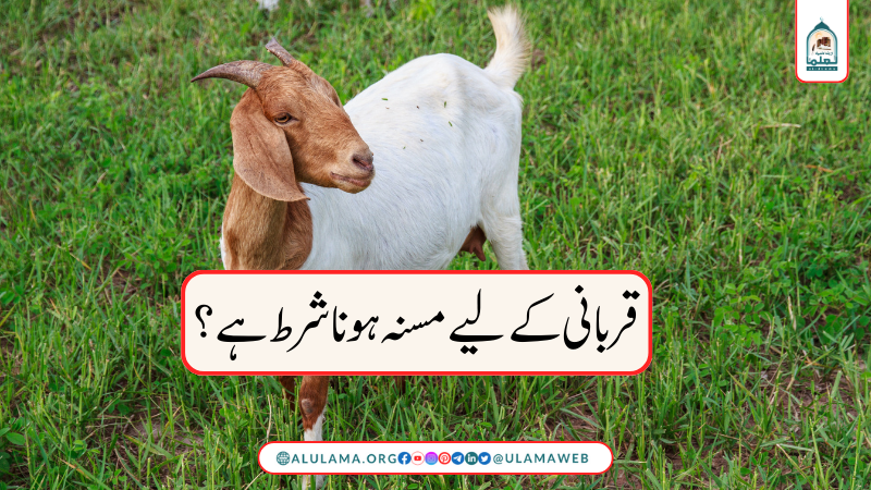 قربانی کے لیے مسنہ ہونا شرط ہے؟