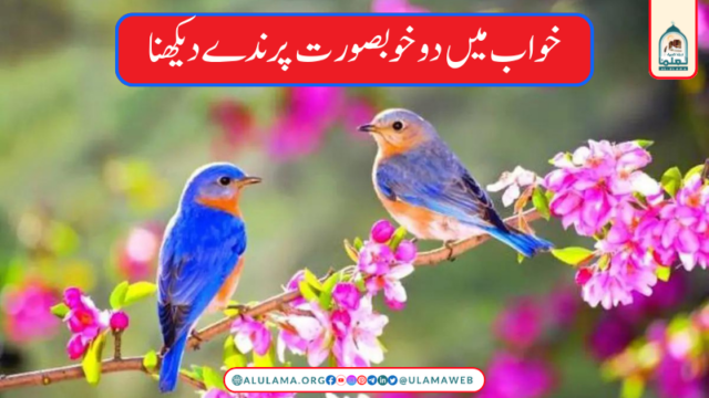 خواب میں دو خوبصورت پرندے دیکھنا