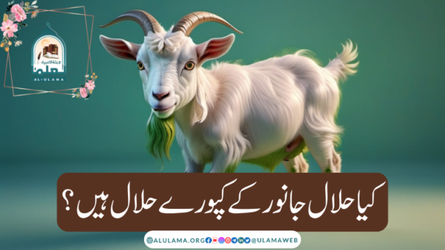 کیا حلال جانور کے کپورے حلال ہیں؟