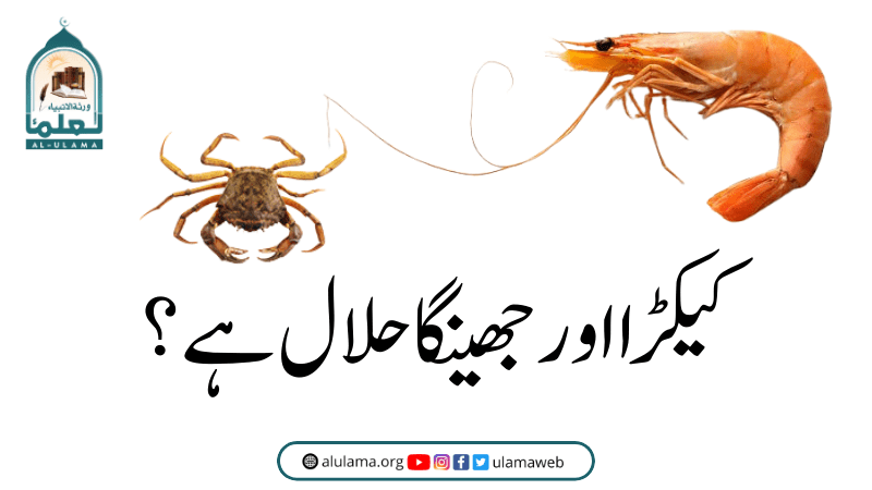 کیکڑا اور جھینگا حلال ہے؟