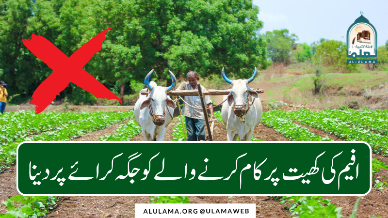 افیم کی کھیت پر کام کرنے والے کو جگہ کرائے پر دینا