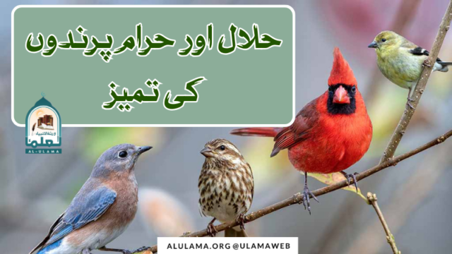 حلال اور حرام پرندوں کی تمیز