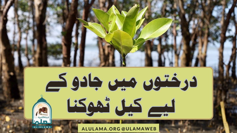 درختوں میں جادو کے لیے کیل ٹھوکنا