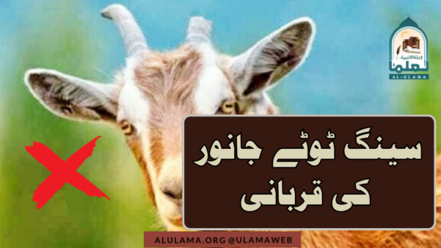 سینگ ٹوٹے جانور کی قربانی