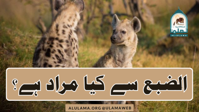 الضبع سے کیا مراد ہے؟