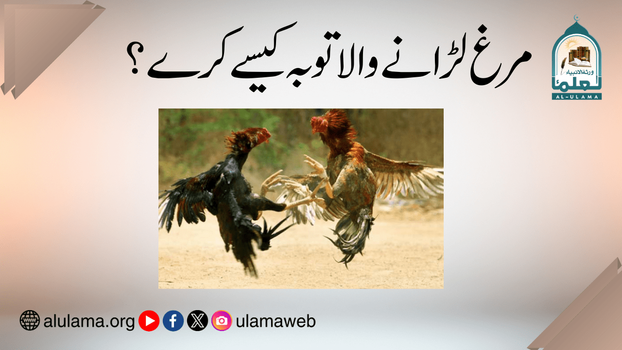 مرغ لڑانے والا توبہ کیسے کرے؟