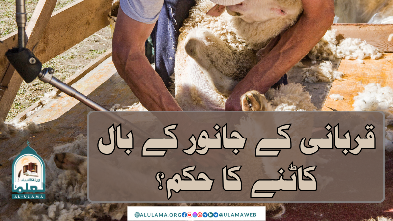 قربانی کے جانور کے بال کاٹنے کا حکم؟