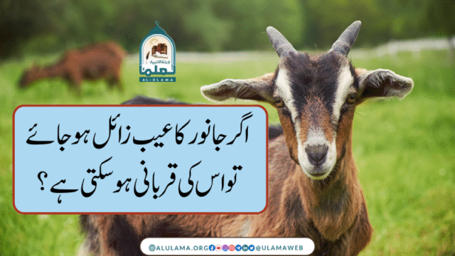 اگر جانور کا عیب زائل ہو جائے تو اس کی قربانی ہو سکتی ہے؟