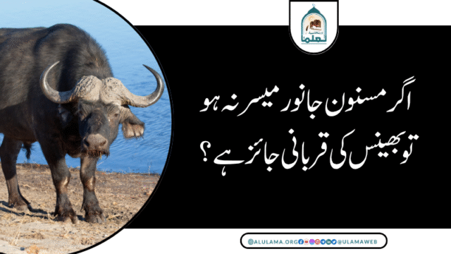 اگر مسنون جانور میسر نہ ہو تو بھینس کی قربانی جائز ہے؟