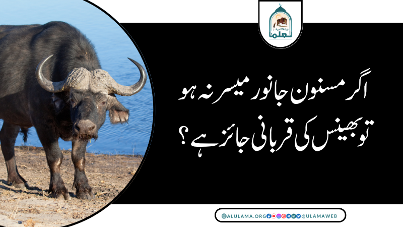 اگر مسنون جانور میسر نہ ہو تو بھینس کی قربانی جائز ہے؟