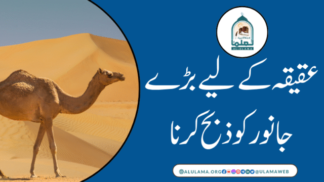 عقیقہ کے لیے بڑے جانور کو ذبح کرنا