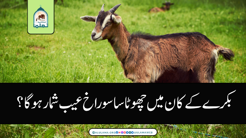 بکرے کے کان میں چھوٹا سا سوراخ عیب شمار ہوگا؟