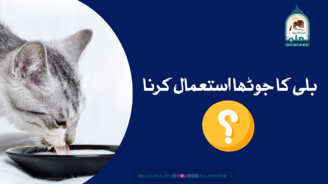 بلی کا جوٹھا استعمال کرنا