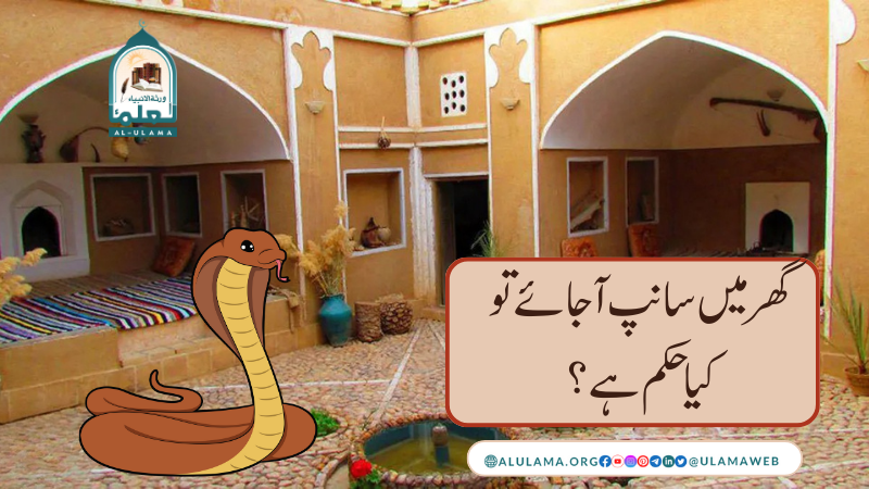 گھر میں سانپ آ جائے تو کیا حکم ہے؟
