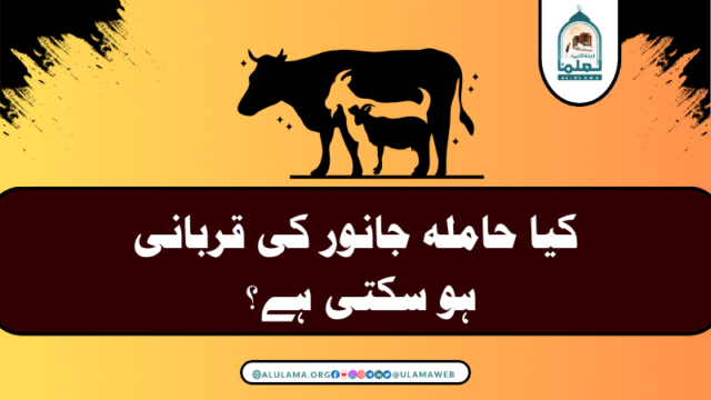 حاملہ جانور کی قربانی