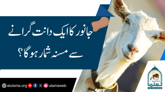 جانور کا ایک دانت گرانے سے مسنہ شمار ہوگا؟