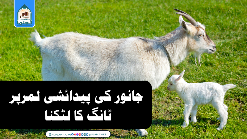 جانور کی پیدائشی لمرپر ٹانگ کا لٹکنا