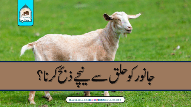 جانور کو حلق سے نیچے ذبح کرنا؟