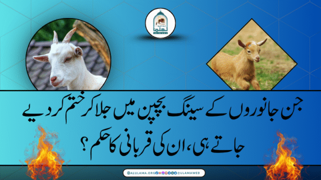 جن جانوروں کے سینگ بچپن میں جلا کر ختم کردیے جاتے ہی، ان کی قربانی کا حکم؟