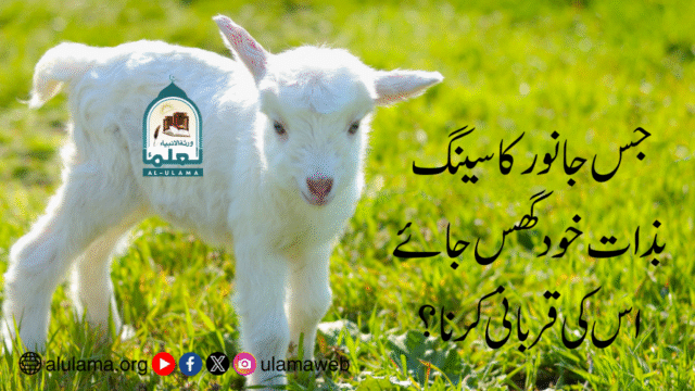 جس جانور کا سینگ بذات خود گھس جائے اس کی قربانی کرنا؟