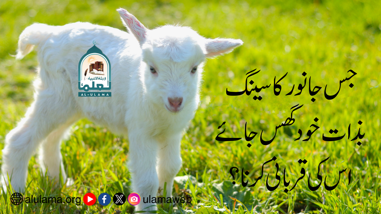 جس جانور کا سینگ بذات خود گھس جائے اس کی قربانی کرنا؟