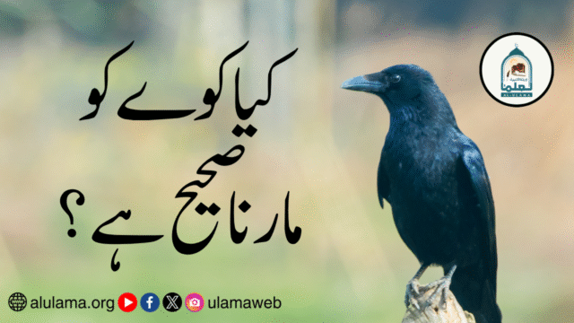 کیا کوے کو مارنا صحیح ہے؟