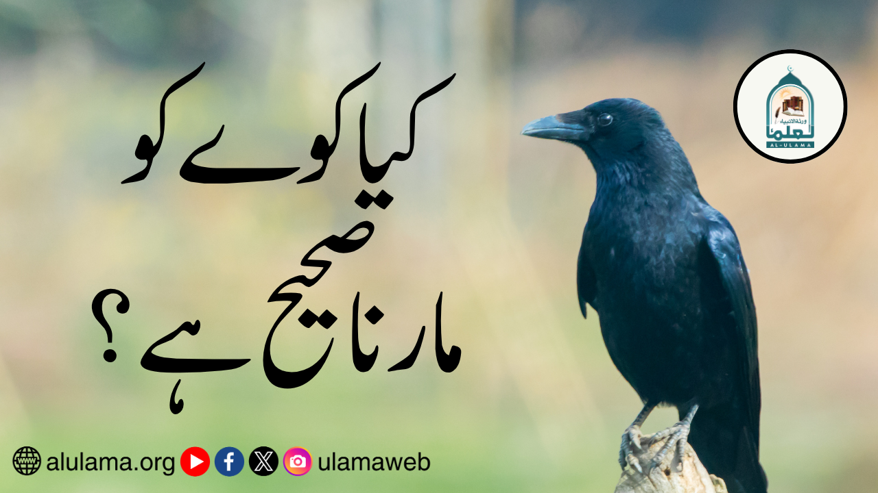 کیا کوے کو مارنا صحیح ہے؟