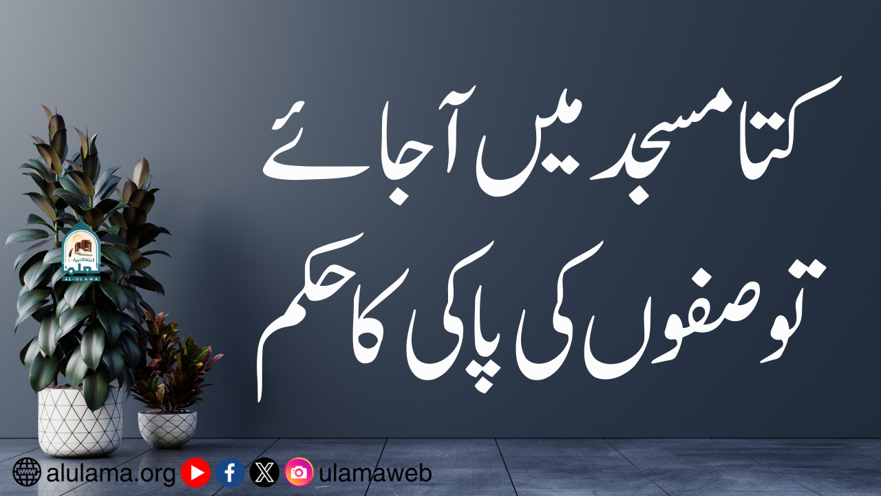 کتا مسجد میں آجائے تو صفوں کی پاکی کا حکم