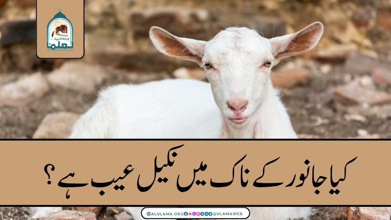 کیا جانور کے ناک میں نکیل عیب ہے؟