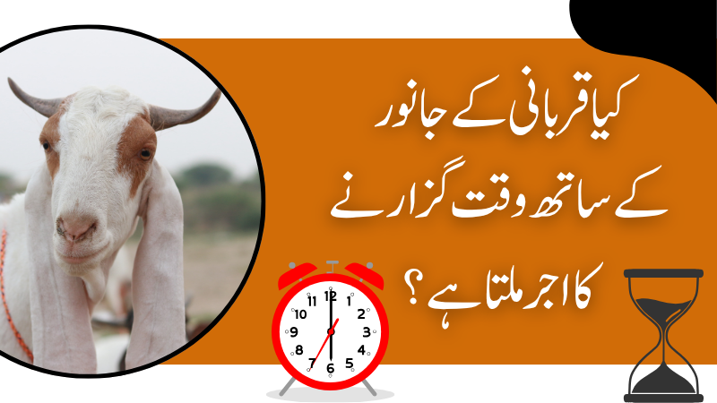 کیا قربانی کے جانور کے ساتھ وقت گزارنے کا اجر ملتا ہے؟