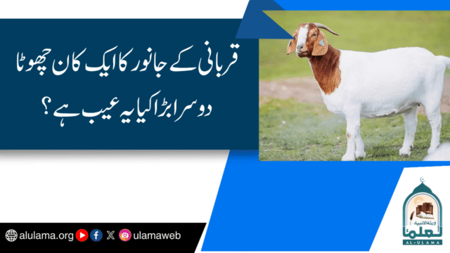 قربانی کے جانور کا ایک کان چھوٹا دوسرا بڑا کیا یہ عیب ہے؟