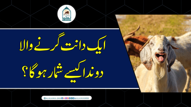 ایک دانت گرنے والا دوندا کیسے شمار ہوگا؟