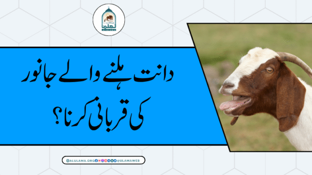 دانت ہلنے والے جانور کی قربانی کرنا؟