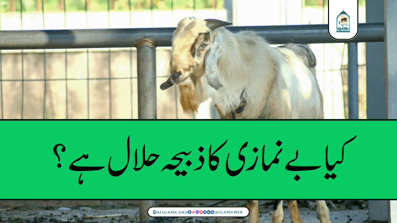 کیا بے نمازی کا ذبیحہ حلال ہے؟