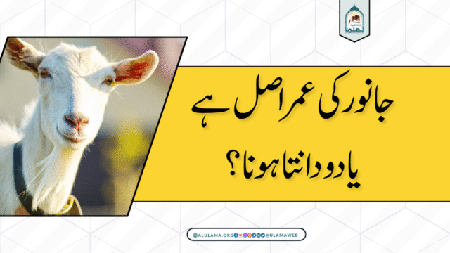 جانور کی عمر اصل ہے یا دو دانتا ہونا؟