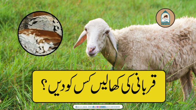 قربانی کی کھالیں کس کو دیں؟