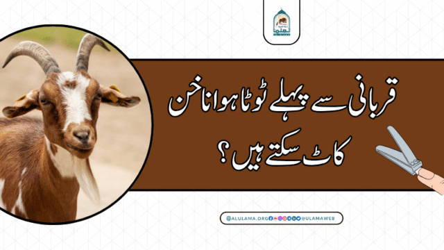 قربانی سے پہلے ٹوٹا ہوا ناخن کاٹ سکتے ہیں؟
