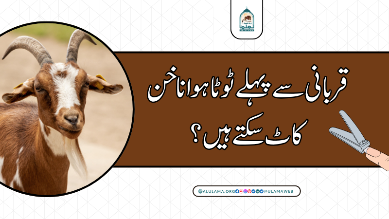 قربانی سے پہلے ٹوٹا ہوا ناخن کاٹ سکتے ہیں؟