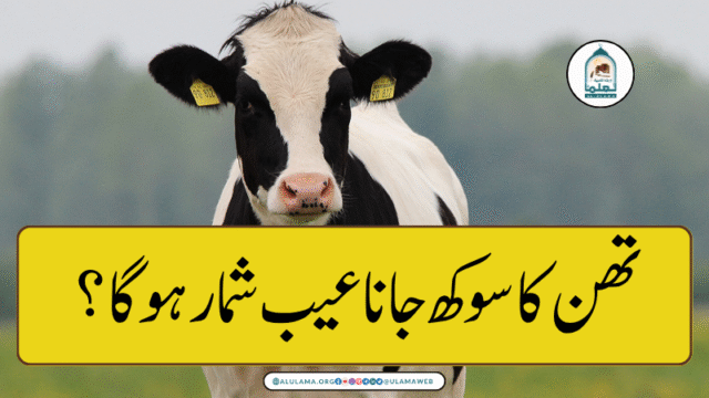 تھن کا سوکھ جانا عیب شمار ہوگا؟