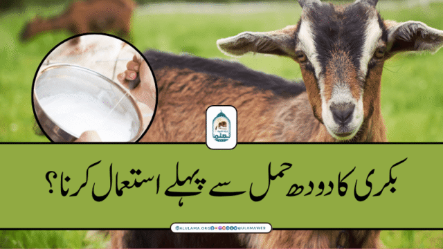 بکری کا دودھ حمل سے پہلے استعمال کرنا؟